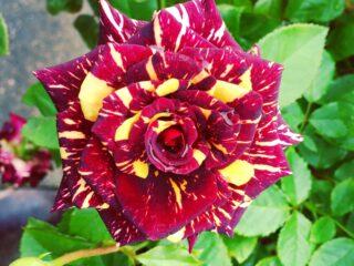 ชาลูกผสมกุหลาบ floribunda Abracadabra (Abracadabra)
