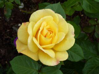 Dzeltena standarta roze floribunda Arthur Bell (Arthur Bell)