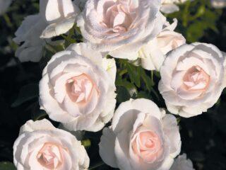 Rose floribunda Aspirin Rose (Aspirin Rose): keterangan mengenai pelbagai, video