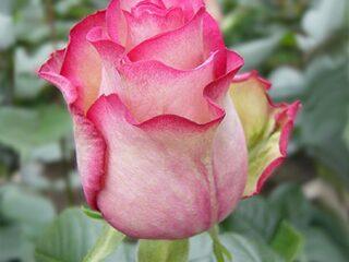 Karuselis floribunda pieauga