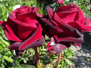 Tējas hibrīdu rožu šķirnes Black Magic (Black Magic)