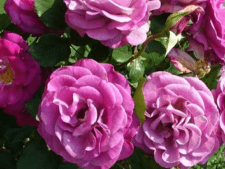 การปีนเขาชาผสมกุหลาบ Violette Parfumee (น้ำหอมสีม่วง)