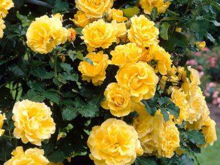 Golden Smaržu šķirnes (Golden Perfume) kāpšanas roze: stādīšana un kopšana
