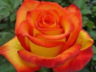 ชาลูกผสมกุหลาบฟลอริบันดาพันธุ์เรดโกลด์ (Red Gold)