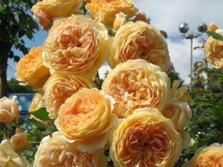 มงกุฎดอกกุหลาบอังกฤษ Princess Margareta