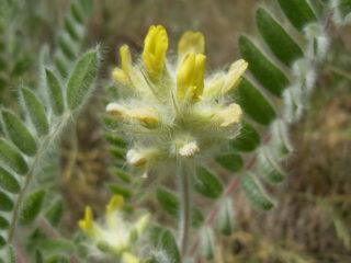 Astragalus pörröinen (villamainen): lääkinnälliset ominaisuudet ja vasta-aiheet