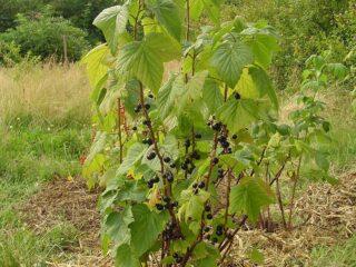 Black currant Heiress: คำอธิบายการปลูกและการดูแลรักษา