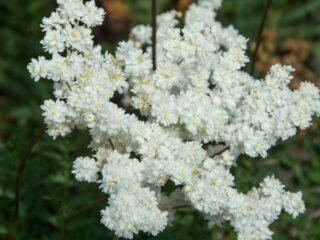 Mikä auttaa meadowsweet (meadowsweet): valokuva, käyttö kansanlääketieteessä