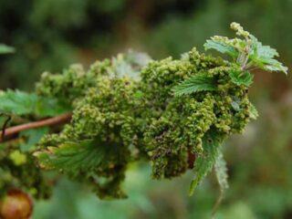 Nettle frön: medicinska egenskaper och kontraindikationer, recept