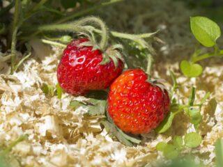 Kā zemenes laistīt ar kālija humātu ziedēšanas laikā, pēc augļiem