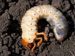 Lai vaboļu kāpuri varētu ēst zemenes: kā laistīt, kā pasargāt