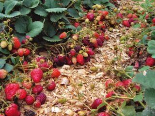 Zemenes mulčēšana ar zāģu skaidām: pavasaris, vasara, rudens