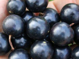 Melno jāņogu Nightingale nakts: apraksts, stādīšana un kopšana