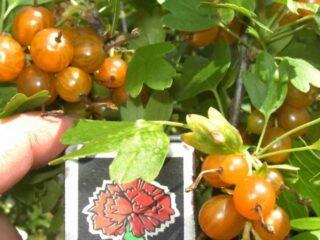 Zelta jāņogu Laysan apraksts: stādīšana un kopšana