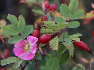 Ruusunmarjan lisääntyminen pistokkailla: kevät, kesä, syksy
