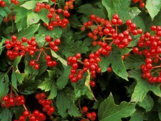 วิธีปลูก Viburnum บนเว็บไซต์ในฤดูใบไม้ร่วงฤดูใบไม้ผลิ