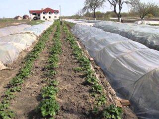 Kā un kā pasargāt zemenes ziemai no sala