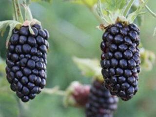 Black Butte BlackBerry (Black Butte): šķirnes apraksts, ziemcietība, kopšana, atzarošana