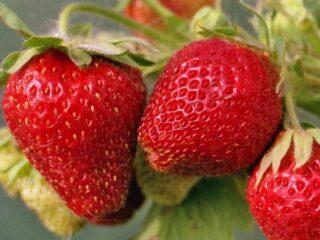 Remontējošo zemeņu Braiton (Brighton) šķirnes apraksts