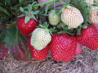 Zemeņu šķirne Krapo 10: foto, apraksts un atsauksmes