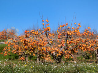 Persimmon variety hati Hati: keterangan, foto, ulasan