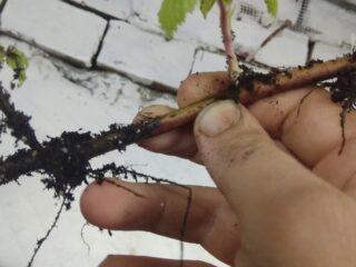 Kā pavairot kazenes ar spraudeņiem mājās: rudens, pavasaris, vasara, video