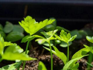 Persilleplanter: vokser hjemme, detaljerte instruksjoner, bilder
