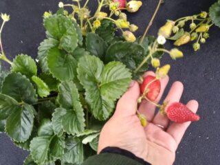 Zemeņu šķirne Ada: apraksts, fotogrāfijas un atsauksmes