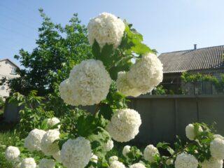 Kasvatusmenetelmät viburnum buldenezhille