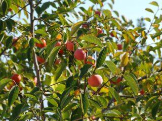 Persimmon Nikitskaya burgundy: perihalan pelbagai dengan foto