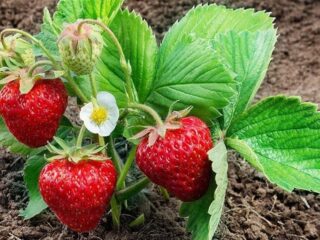 Kā atšķirt vīriešu un sieviešu zemeņu krūmus