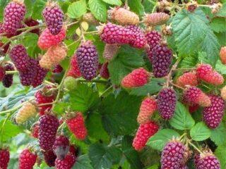 Ezhemalin hybrid Tayberry: penerangan, foto dan ulasan