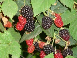 Blackberry šķirne Darrow (Darrow): apraksts, raksturojums, fotogrāfijas, atsauksmes