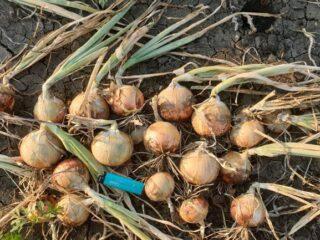 Onions Bonus F1: lajikkeen kuvaus, viljely