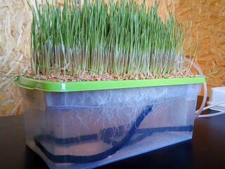 DIY hydroponics for løk på en fjær