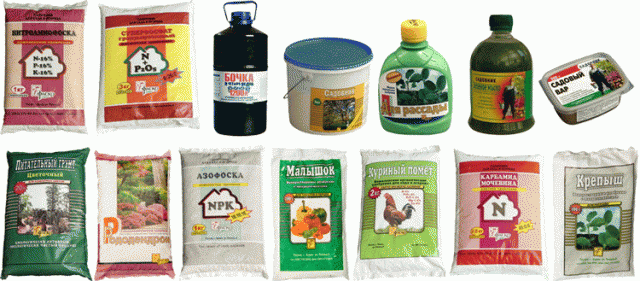 Cómo alimentar y fertilizar las plántulas de tomate.