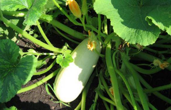 Frutado branco