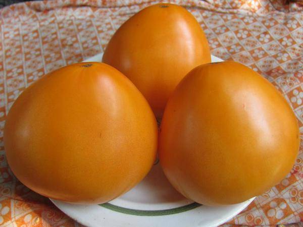 König der Orange