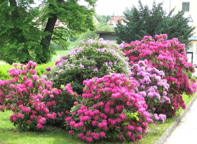 Rhododendron