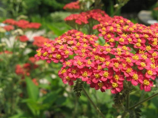 Yarrow