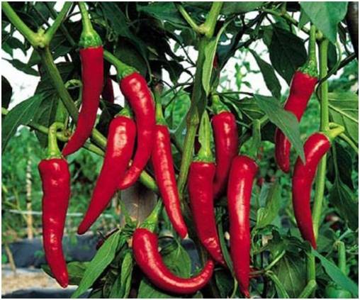 Cayenne