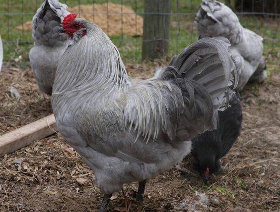 Csirkék Ameraucana