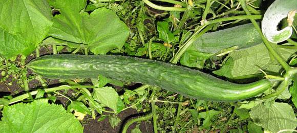 Pepino variedade cobra chinesa