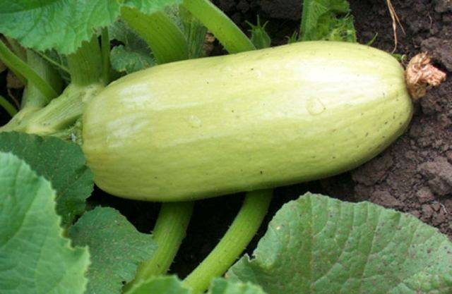 Chaklun