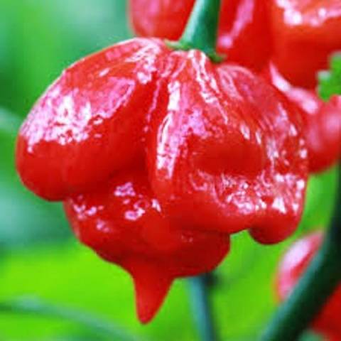 Vermelho jamaicano