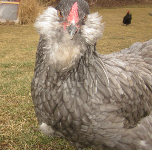 Csirkék Ameraucana