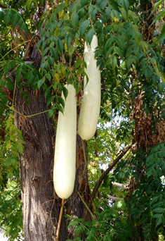 Arbre de carbassó F1