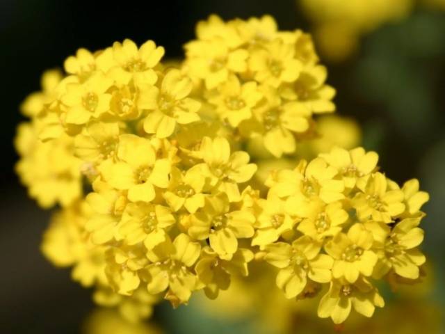 Rock Alyssum