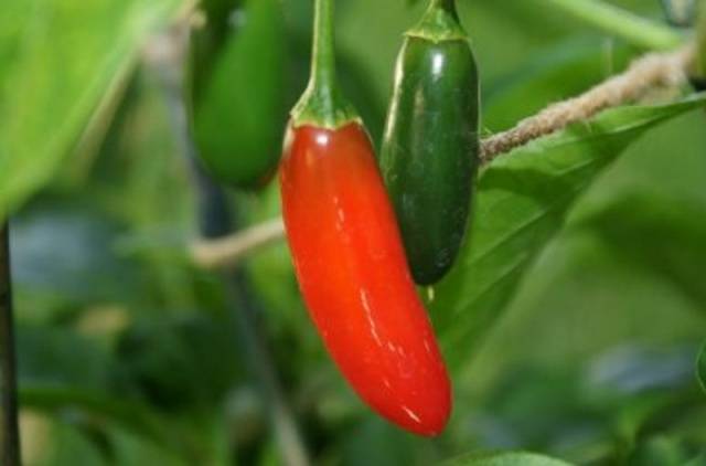 Serrano