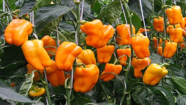 Orange König